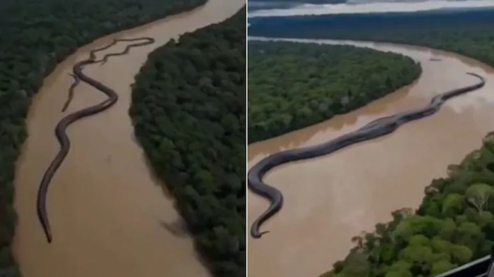 Ai-Generated-98-Foot-Anaconda-Video-Goes-Viral-As-Amazon-Jungle-Discovery