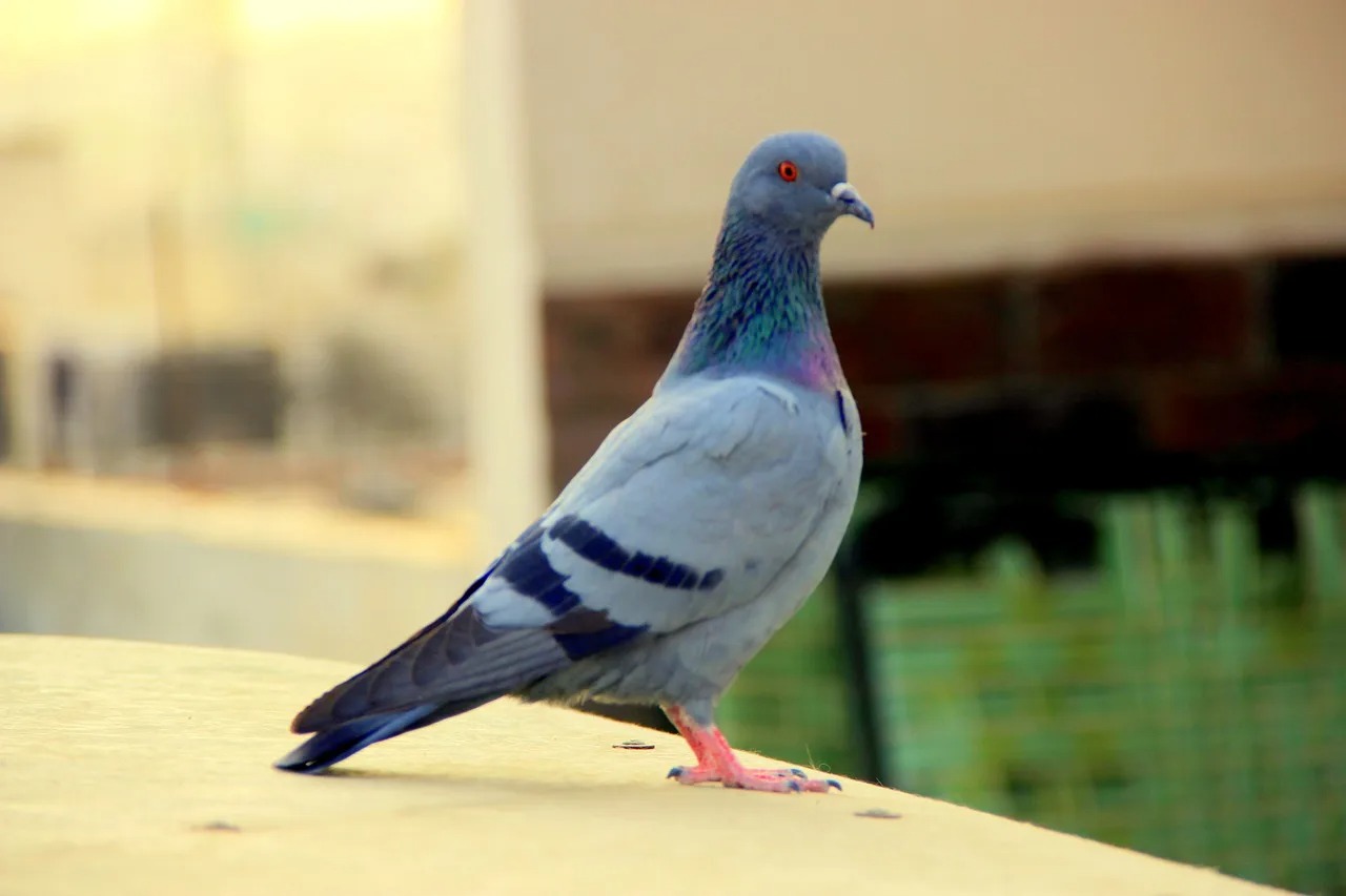 कबुतर