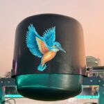 -Kingfisher Bird Cam